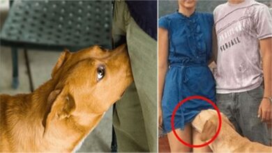 Por que os cachorros cheiram as partes íntimas das pessoas?