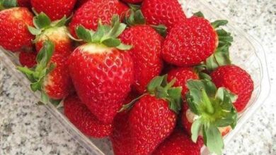 Por que você deve cortar sempre os morangos antes de comer