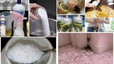 Saiba como eliminar pulgas, formigas e baratas da Casa