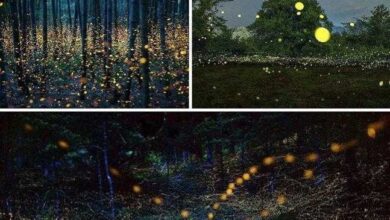 10 fotos incríveis de vagalumes em florestas japonesas