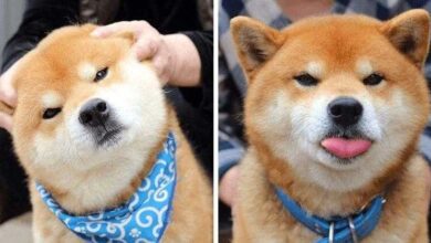 Bonito-cão-shiba-inu-ryuji-japan-23