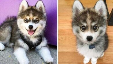 Foto: normanthepomsky