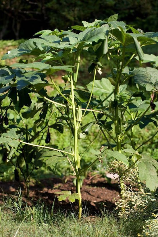 Como plantar pé de quiabo - Quiabeiro