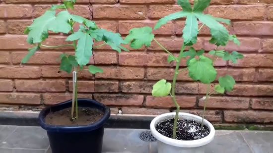 Como plantar pé de quiabo - Quiabeiro