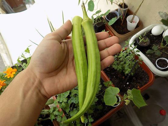 Como plantar pé de quiabo - Quiabeiro