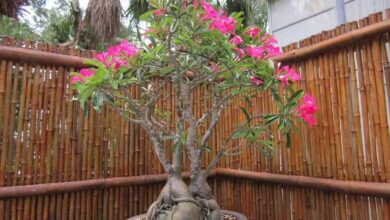 Como plantar Rosa-do-Deserto