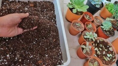Adubo para suculentas e cactos