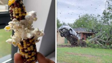 15 imagens que mostram que a natureza não brinca em serviço