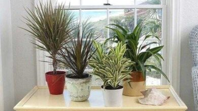 5 plantas para se ter em casa e que não requerem muitos cuidados