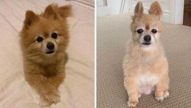 20 Pessoas que tentaram aparar os pelos de seus cães e o resultado foi desastroso