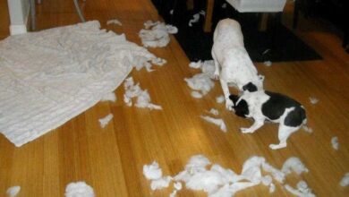 9 falhas que nenhum dono de cachorro deve cometer