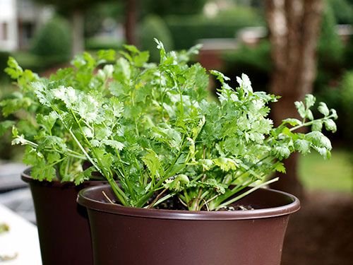 como plantar coentro casa