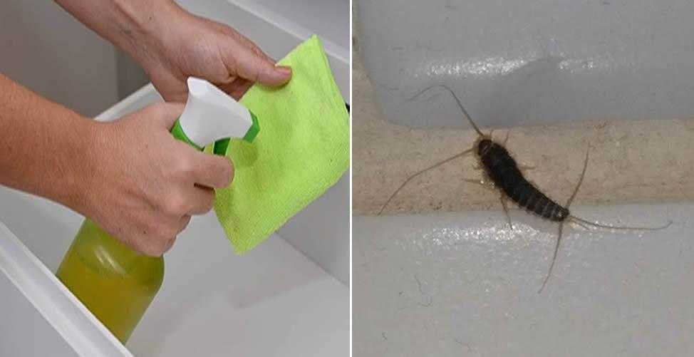 Como acabar com as traças definitivamente d