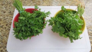Como conservar salsa e coentros de forma fácil d