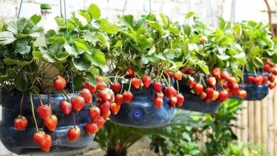 como cultivar morangos em garrafas plástica de 5 litros
