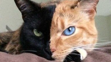 Gatinha conquista a internet por causa de quimerismo