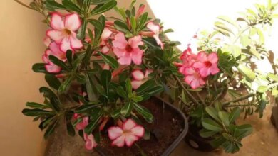 Melhor Adubo Para Floração de Plantas