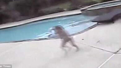 Menina de 5 anos vê a mãe inanimada na piscina. Não vai acreditar no que a câmera de segurança captou depois…