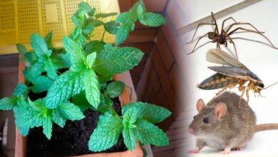 Se você tiver essa planta em sua casa, você nunca verá ratos, aranhas e insetos