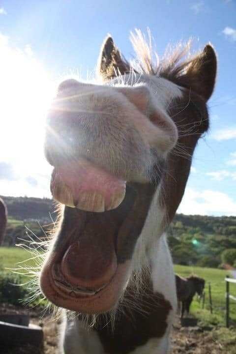 1590106783 73 9 selfies de animais que farao seu dia mais feliz