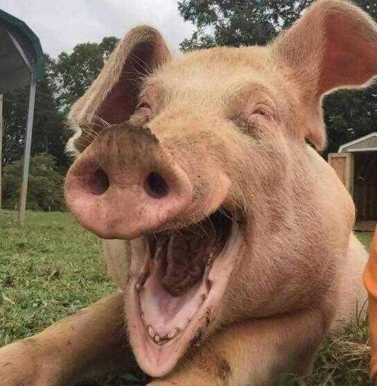 1590106783 203 9 selfies de animais que farao seu dia mais feliz