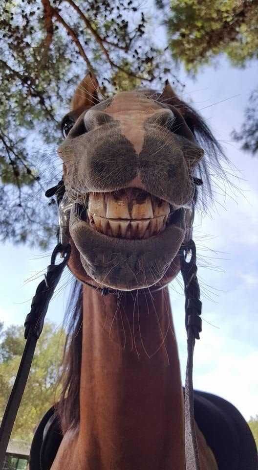 1590106784 408 9 selfies de animais que farao seu dia mais feliz