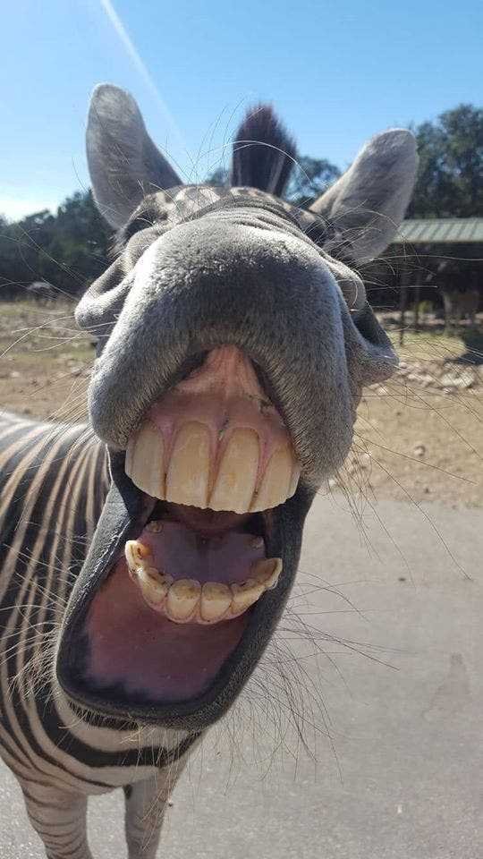 1590106784 250 9 selfies de animais que farao seu dia mais feliz