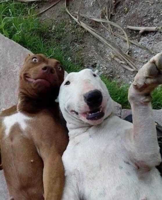 1590106784 154 9 selfies de animais que farao seu dia mais feliz