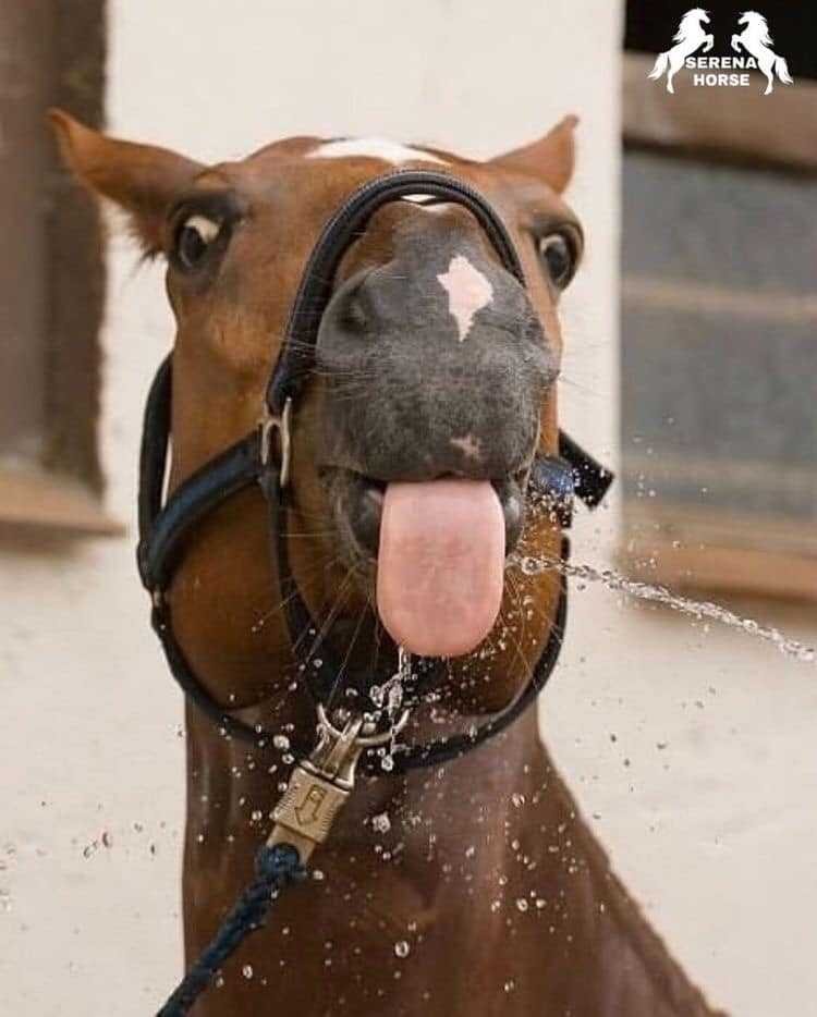 1590106785 661 9 selfies de animais que farao seu dia mais feliz