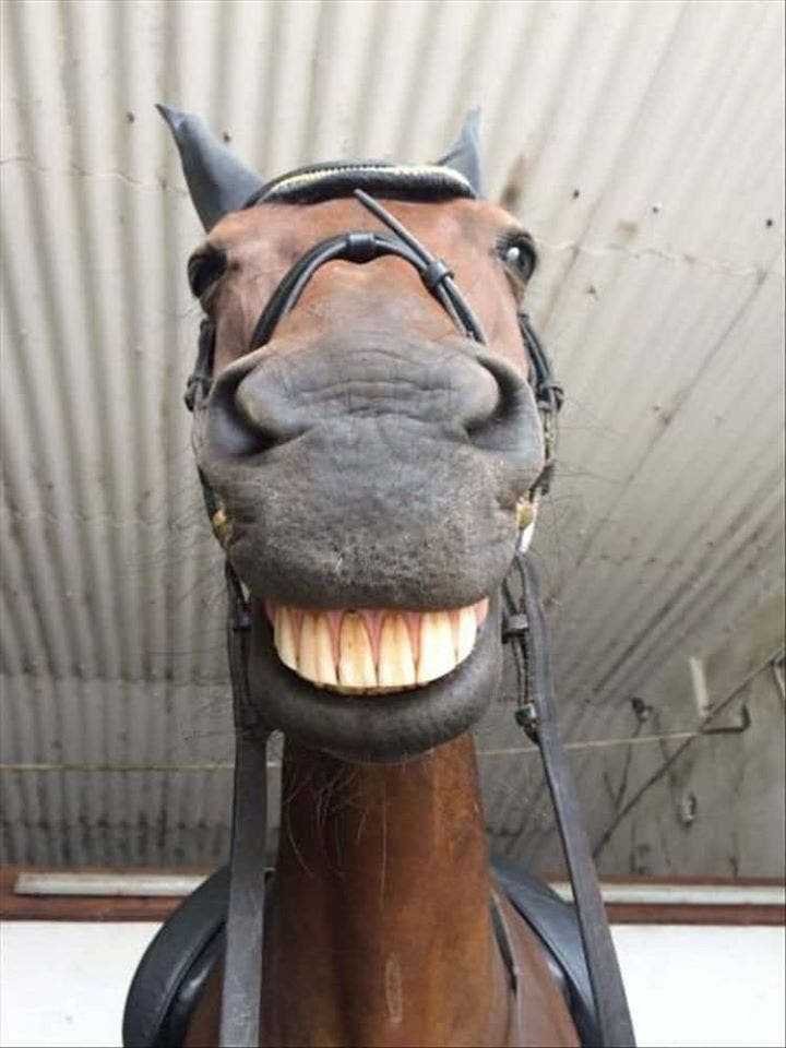 1590106786 317 9 selfies de animais que farao seu dia mais feliz