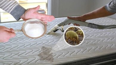 Como Limpar Colchão e Travesseiro para Ficar Livre dos Ácaros e Dormir Bem