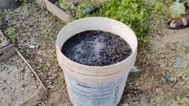Como Manter Seu Solo Rico em Microrganismos e Fazer Suas Plantas Crescerem Como Nunca