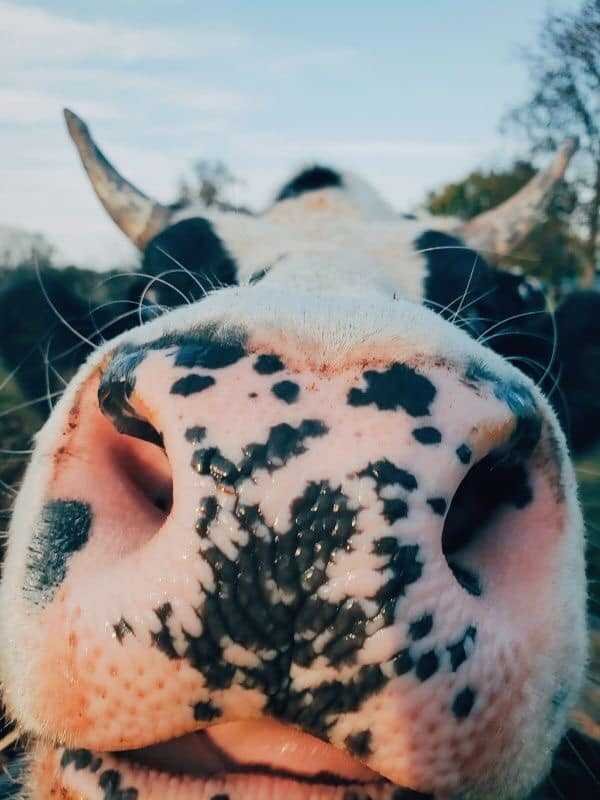 9 selfies de animais que farao seu dia mais feliz