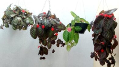Como Cultivar Tapete de Rainha Episcia