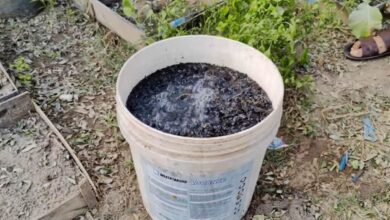 Como Manter Seu Solo Rico em Microrganismos e Fazer Suas Plantas Crescerem Como Nunca