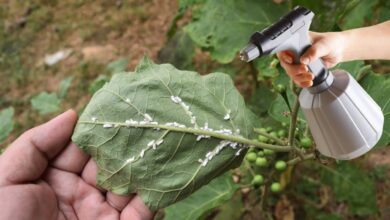 Inseticida Orgânico Mais Poderoso: Elimine os Insetos do Jardim