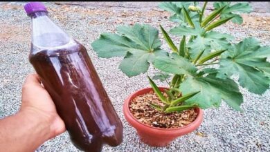 O Adubo Caseiro Que Faz Qualquer Planta Crescer em 120 Horas – Método Natural e Poderoso