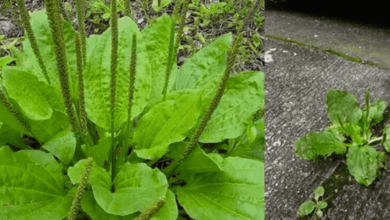 Plantago Major: Descubra os Benefícios Dessa Planta Medicinal Incrível